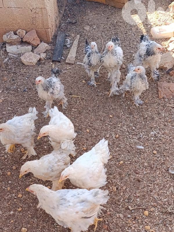 brahma light 17 7abe. . . 6 3omer sene w 11 3omer 6 month. . j 5