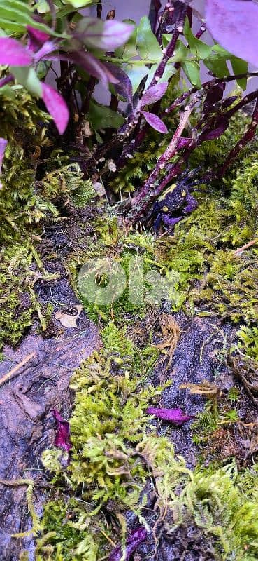 vampire crab paludarium