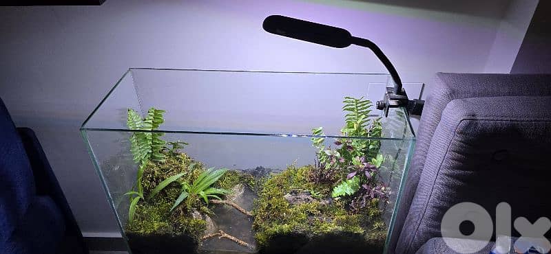 vampire crab paludarium 1