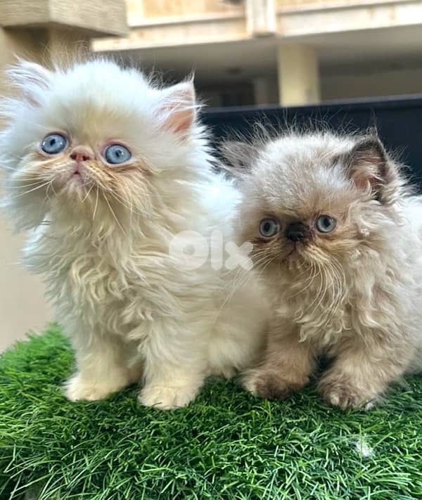 قطط لطيفة للبيع – صبيان وبنات!70918990 0