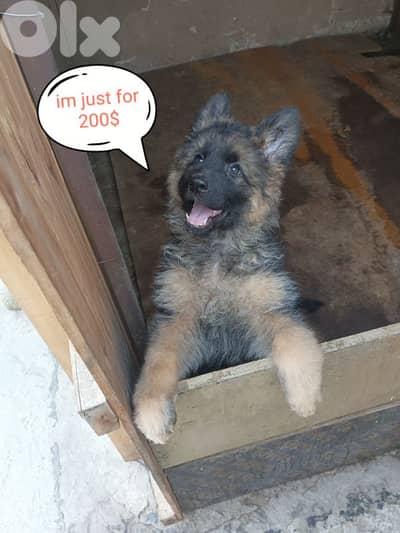 German shepherd full black german shepherd