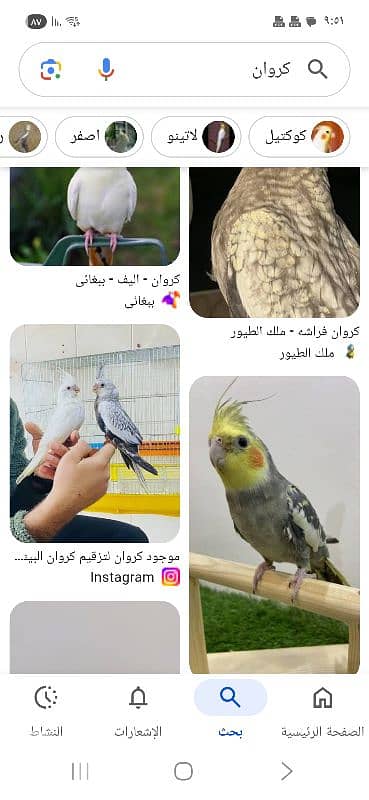 موجود فراخ كروان و رووز للتزقيم ضمن بيروت للتواصل 70589787