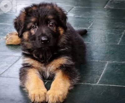 last boy german shepherd