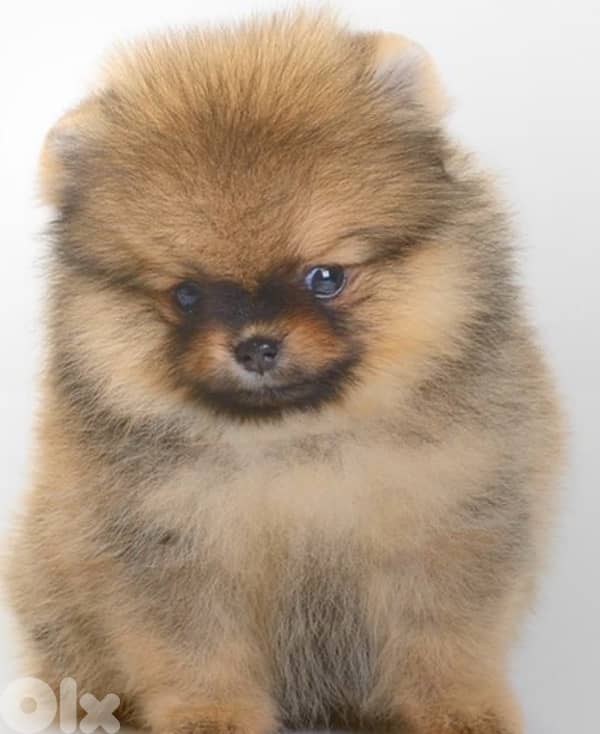 amazing teacup Pomeranians 0