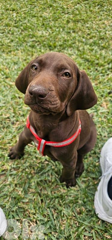German ShortHaired Pointer 0