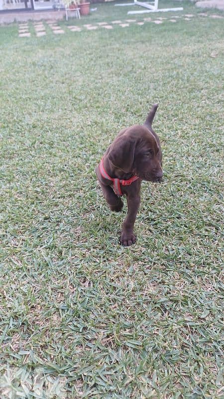 German ShortHaired Pointer 1