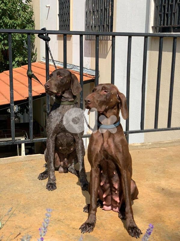 German ShortHaired Pointer 3