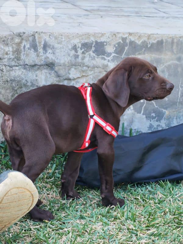 German ShortHaired Pointer 4