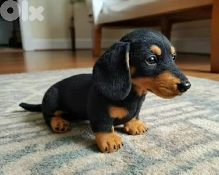 Imported Mini Black & Tan Dachshund puppy available Dog كلاب 0