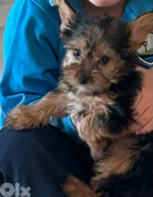 yorkshire puppy female 1
