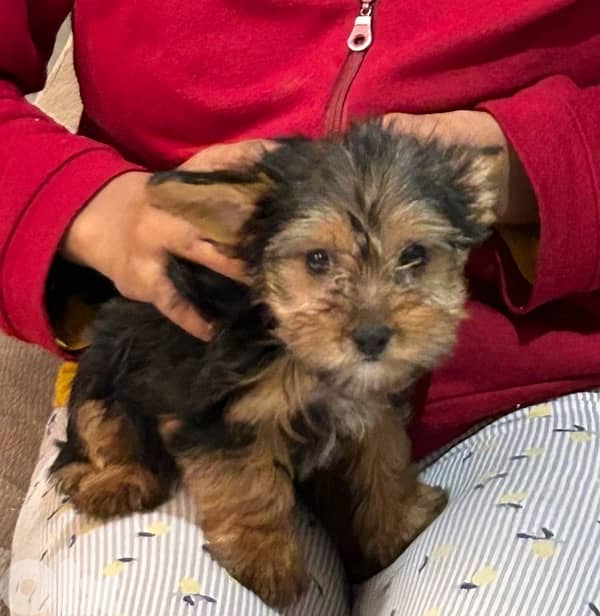 yorkshire puppy female 2