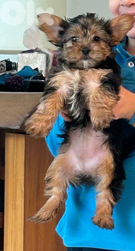 yorkshire puppy female 3