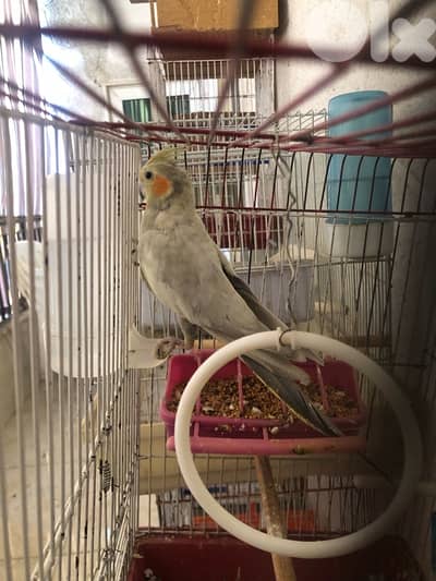 جوز كروانات