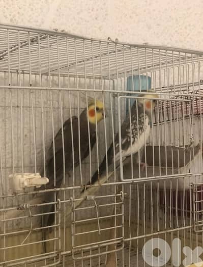 جوز كروانات