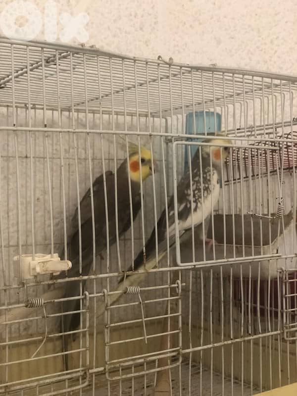 جوز كروانات 1