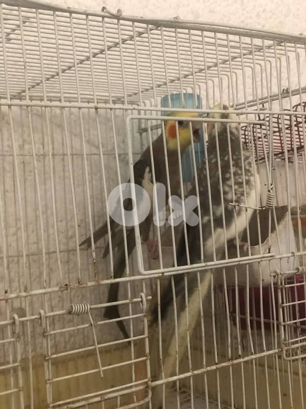 جوز كروانات 2