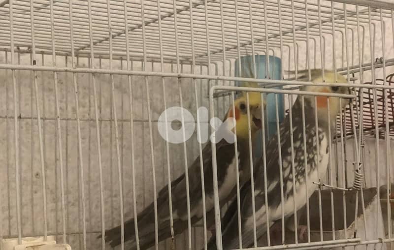 جوز كروانات 3