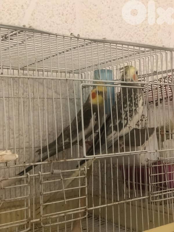 جوز كروانات 4