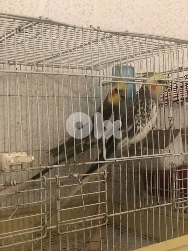 جوز كروانات 5