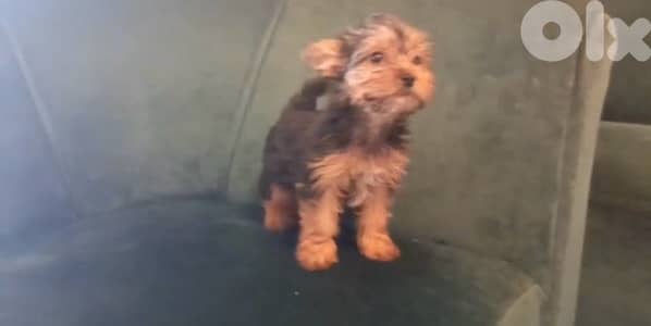 yorkshire puppy female