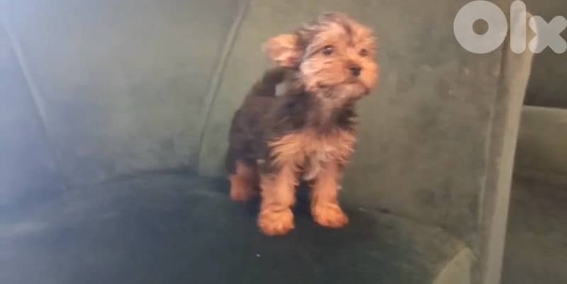 yorkshire puppy female 0