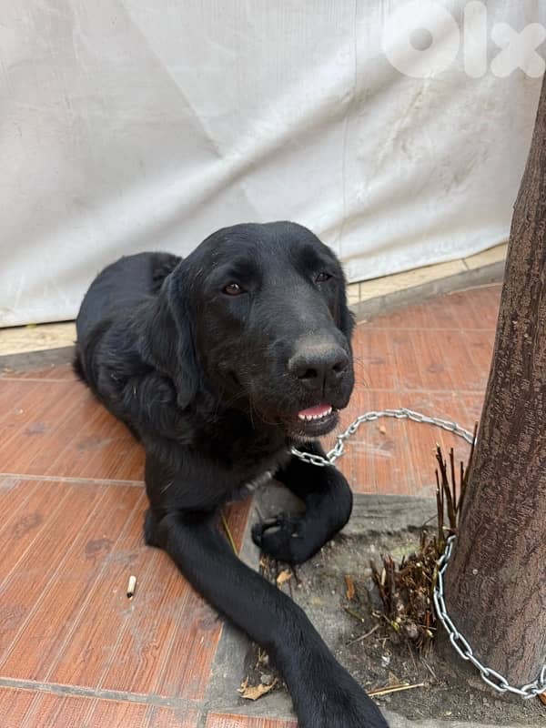 friendly black golden retriever 0