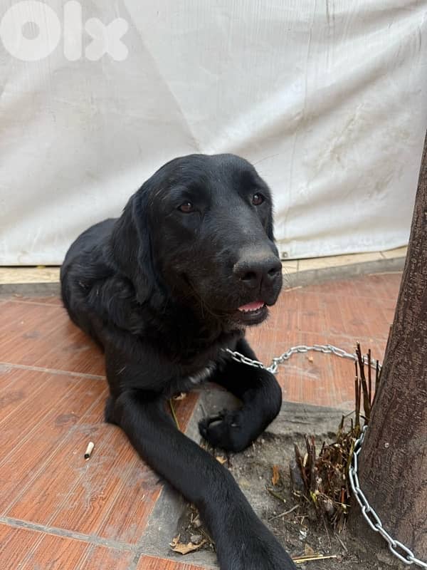 friendly black golden retriever 1