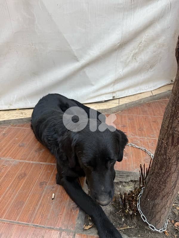 friendly black golden retriever 2