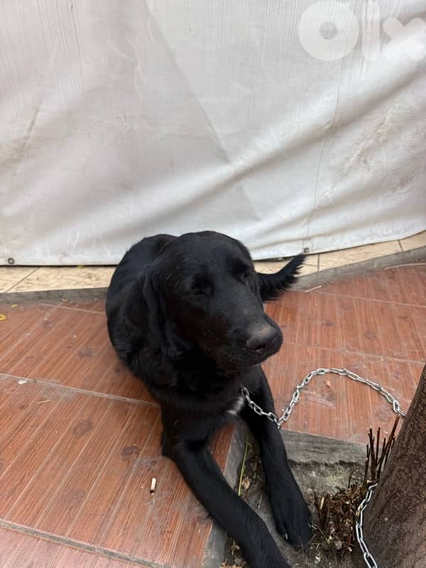 friendly black golden retriever 3