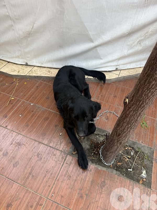 friendly black golden retriever 4