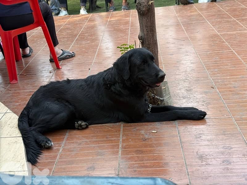 friendly black golden retriever 5