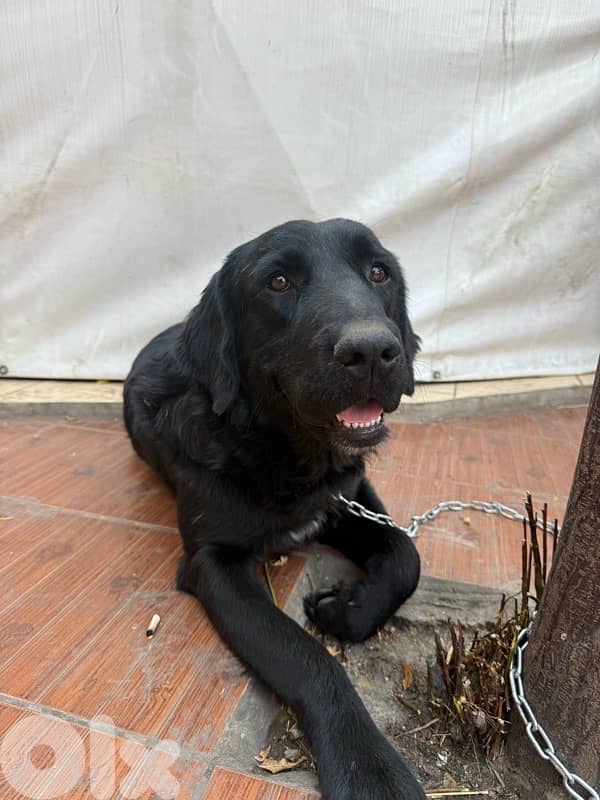 friendly black golden retriever 6
