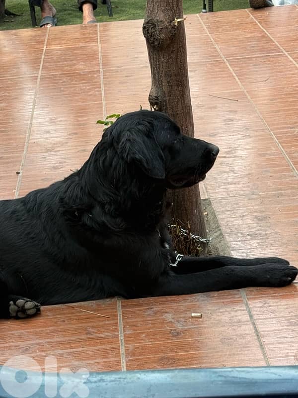 friendly black golden retriever 7