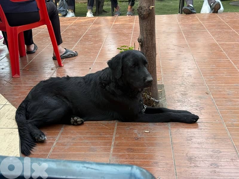 friendly black golden retriever 8