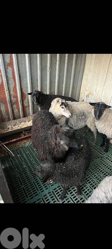 غنم رومانوف معشر