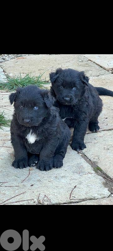 Just in time for Christmas! Giant long hair, Shepsky puppies 0