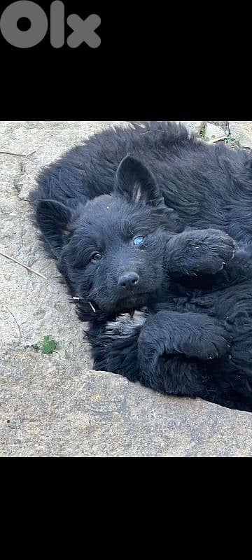 Just in time for Christmas! Giant long hair, Shepsky puppies 1