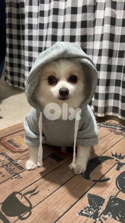 i want to sell my dog (trained)