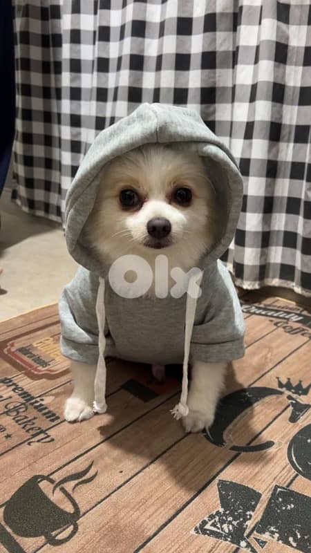 i want to sell my dog (trained) 0