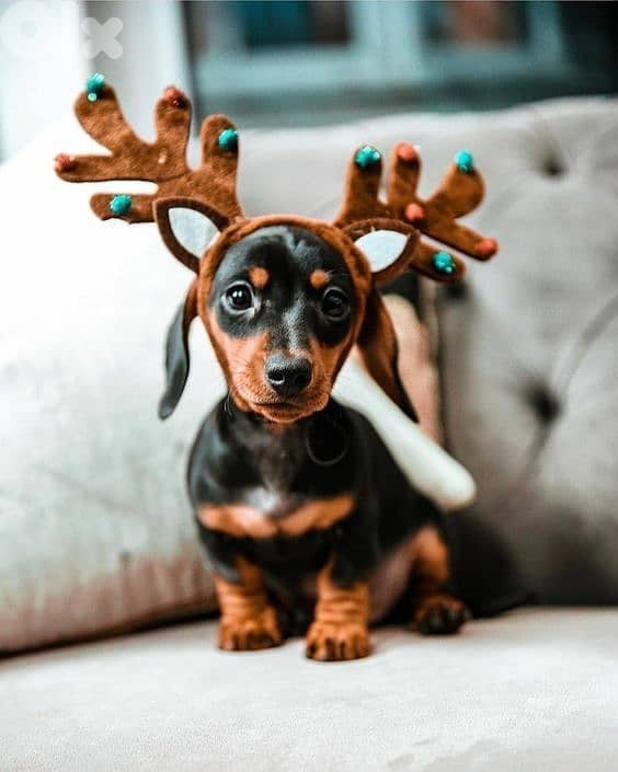 Dachshund Black and Tan Puppies in store & delivery كلاب  dog 0