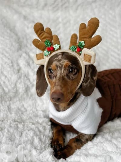 Unique Dapple Dachshund Puppies in store & delivery /imported dog كلاب