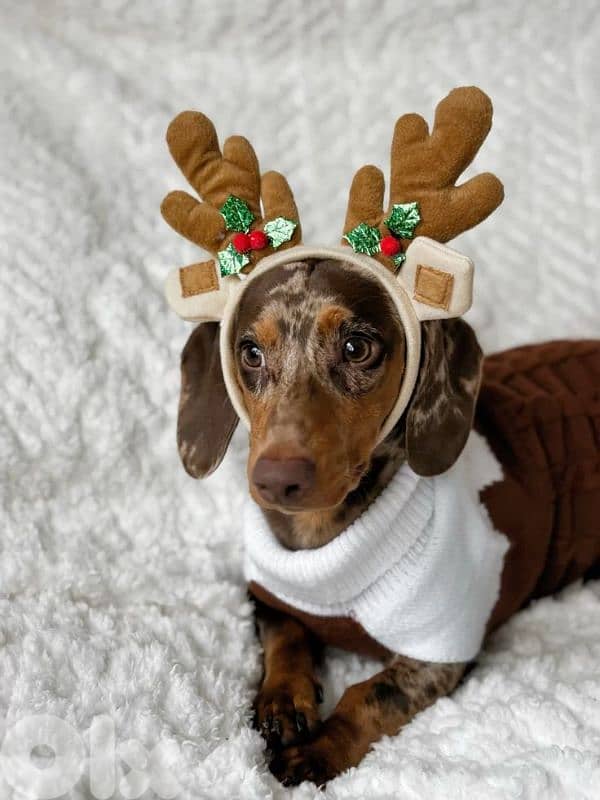 Unique Dapple Dachshund Puppies in store & delivery /imported dog كلاب 0