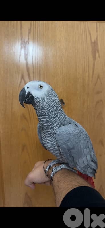 ‏ببغاء كاسكو فيه طفرة