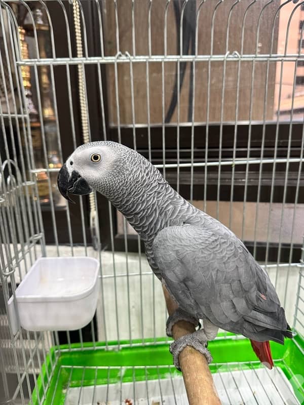 ‏ببغاء كاسكو فيه طفرة 1