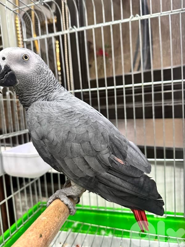 ‏ببغاء كاسكو فيه طفرة 2