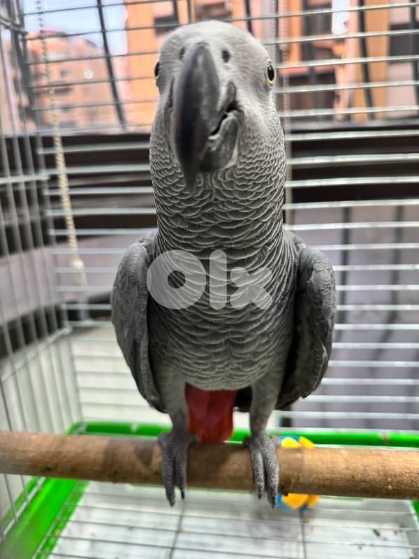 ‏ببغاء كاسكو فيه طفرة 3