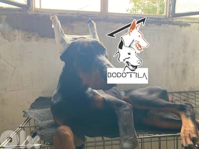 Dobermann black male