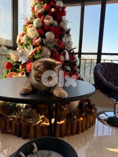 British Shorthair Tiger