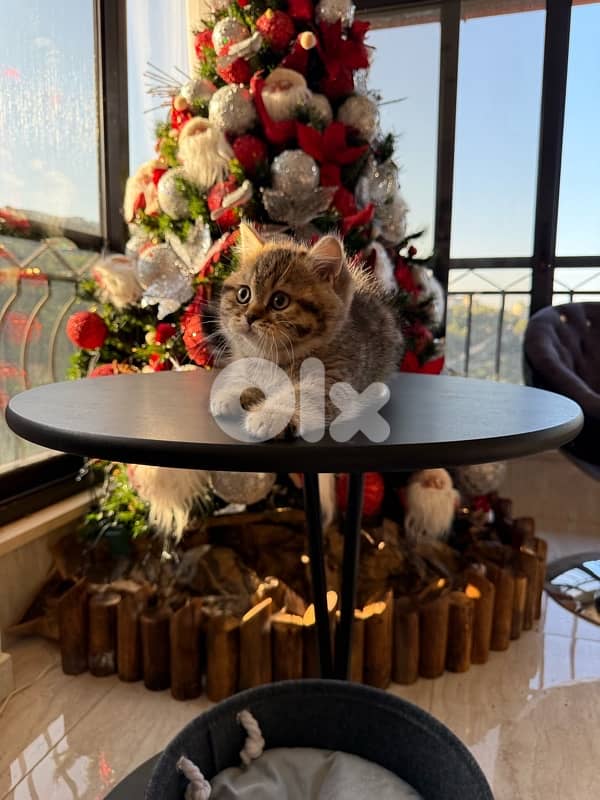 British Shorthair Tiger 2