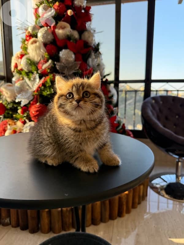 British Shorthair Tiger 0